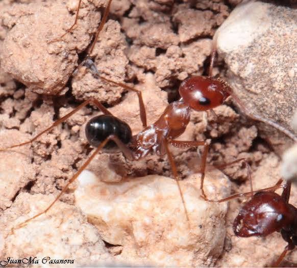 Cataglyphs Rosenhaueri, Dieren en Toebehoren, Insecten en Spinnen, Mieren