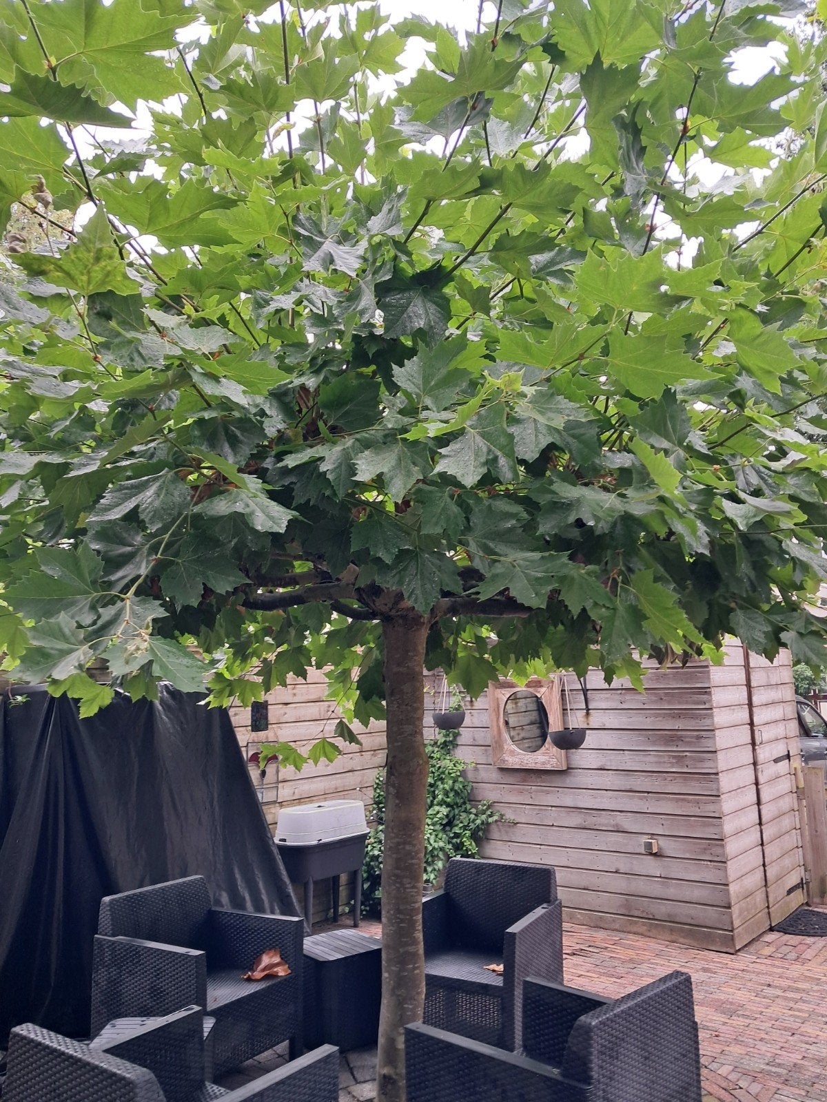 Plataan, Tuin en Terras, Ophalen, Volle zon, Overige soorten, 100 tot 250 cm