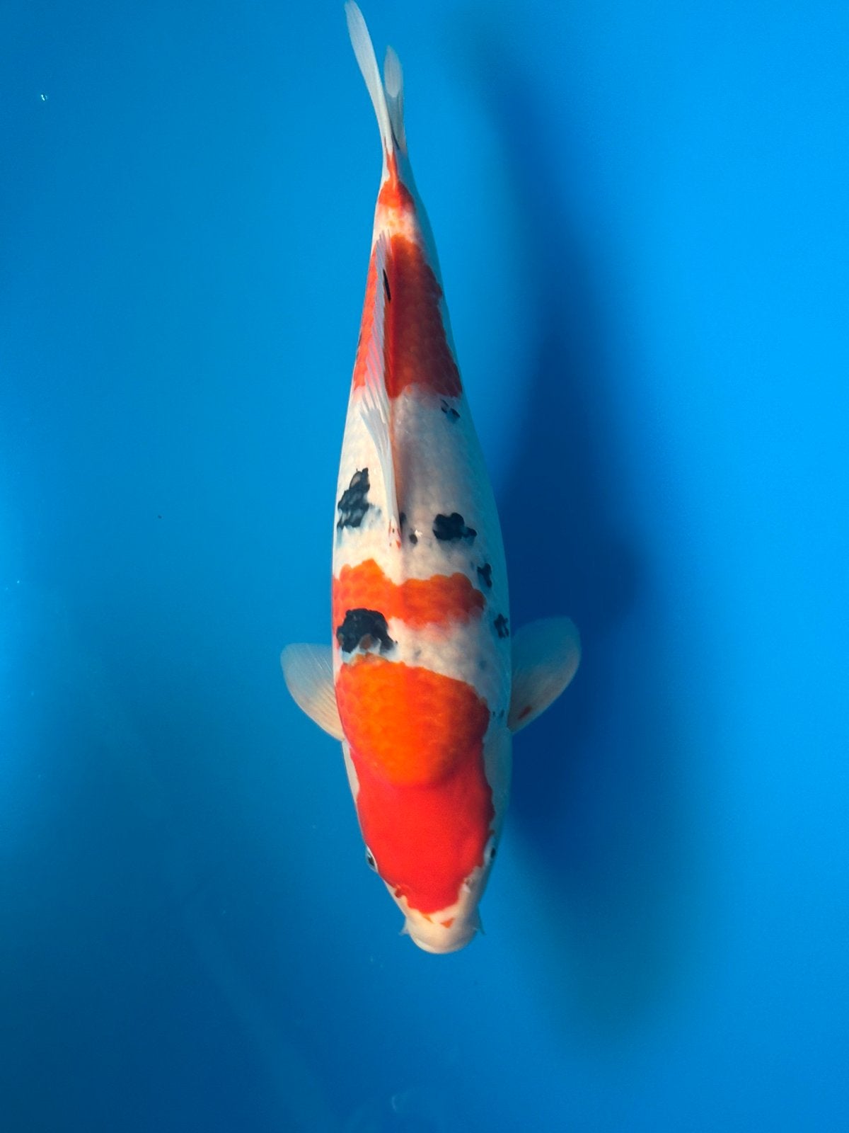Female taniguchi sanke, Karper of Koi