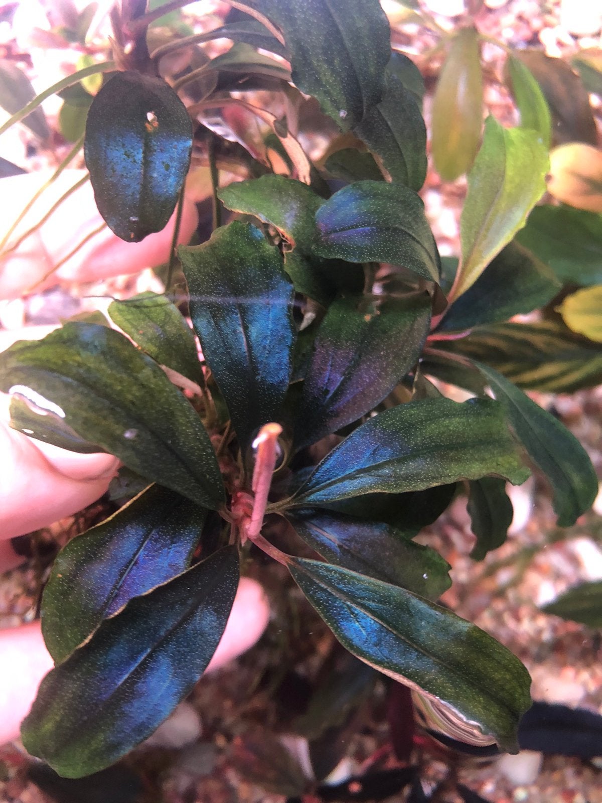Bucephalandra bonti sanggau, Dieren en Toebehoren, Ophalen of Verzenden, Plant(en), Steen of Hout
