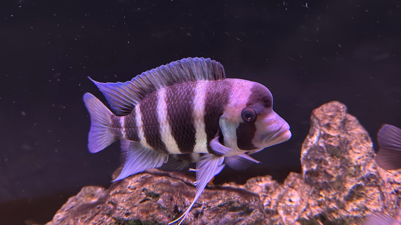 3 stuks F1 Cyphotilapia Frontosa Kabogo Diamond Head man, Dieren en Toebehoren, Vis, Zoetwatervis, Schoolvis