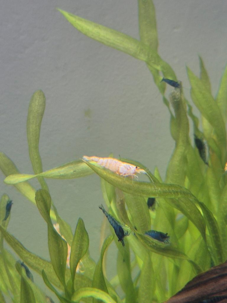 Witte caridina garnalen, Kreeft, Krab of Garnaal