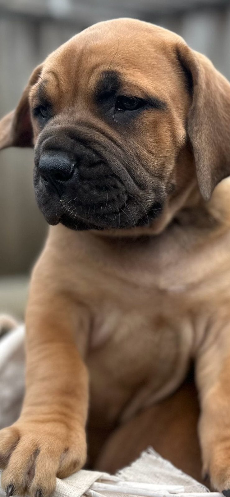 Boerboel pups, nog 3 pups beschikbaar., Parvo, Overige rassen, 8 tot 15 weken, Meerdere