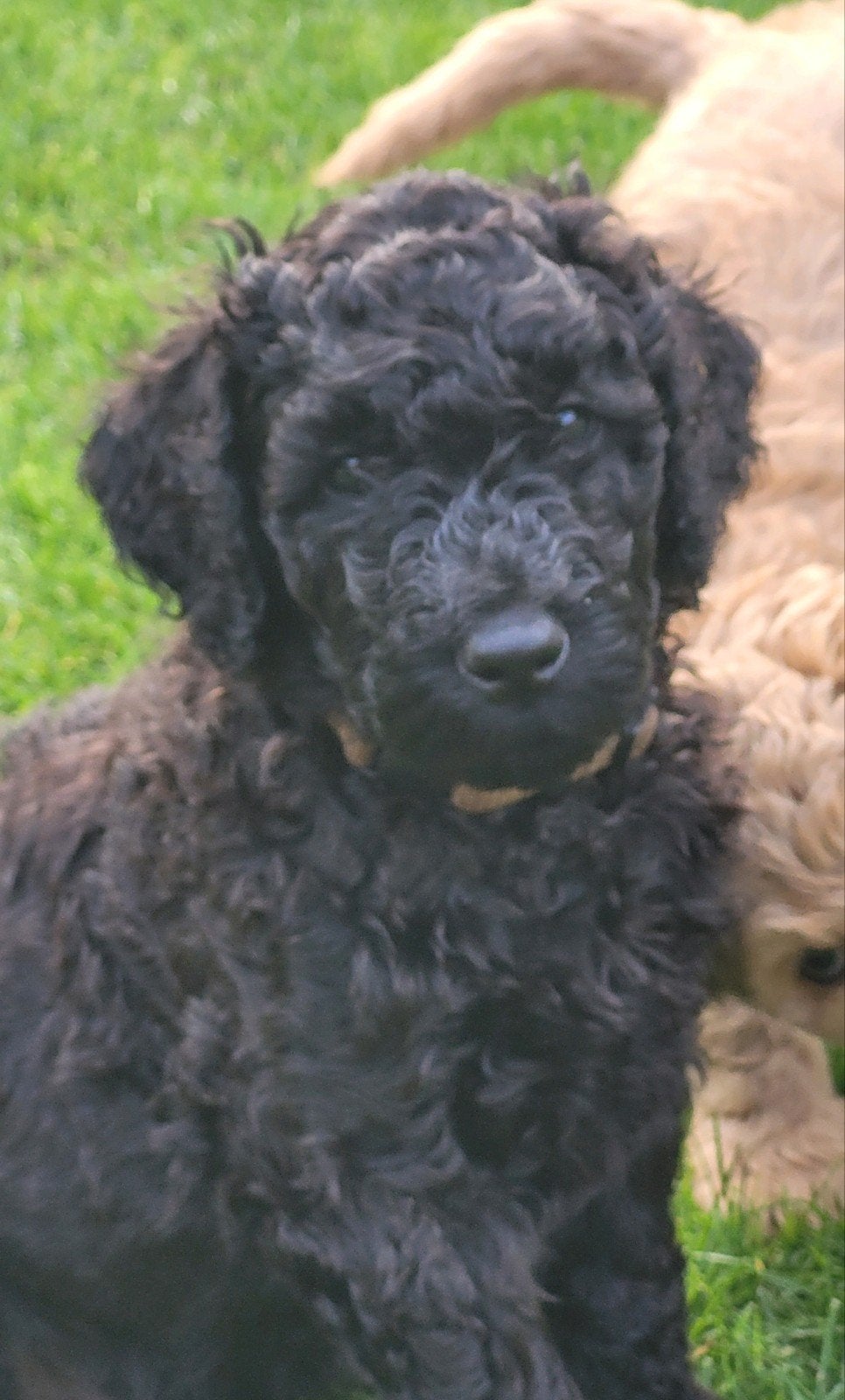 Nog 1 Prachtige, zwarte,lieve, medium ,F4 labradoodle puppy., 8 tot 15 weken, Parvo, Meerdere, Meerdere dieren