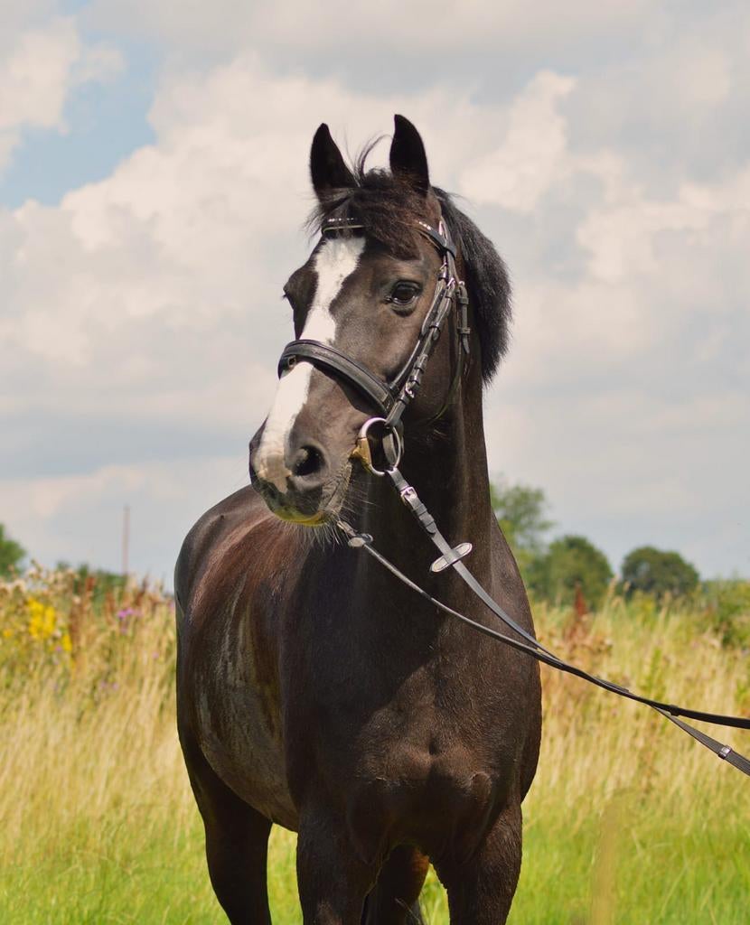 Leuke D-pony voor recreatief rijden of als weidemaatje, Dieren en Toebehoren, Pony's, Gechipt, Ruin, L, 11 jaar of ouder