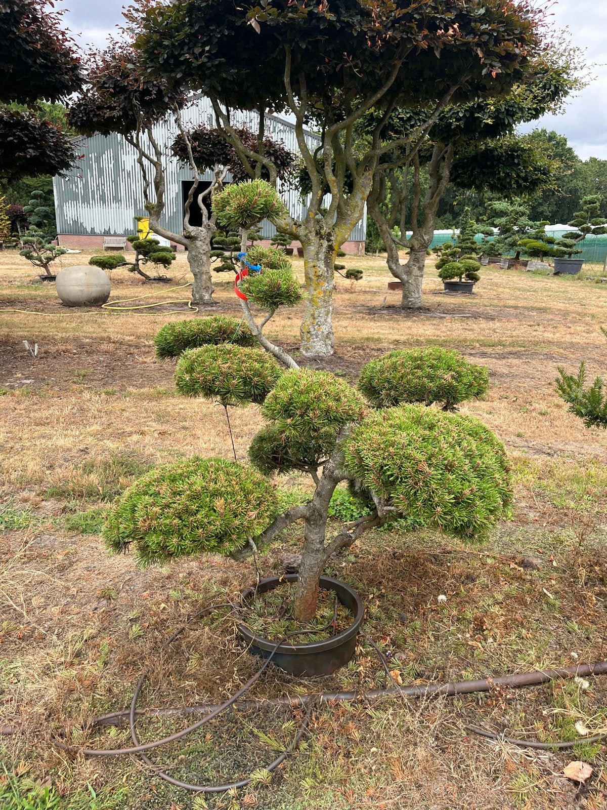 Tuinbonsai, niwaki, macro bonsai, pinus, Bloeit niet, Overige soorten, 250 tot 400 cm, Ophalen