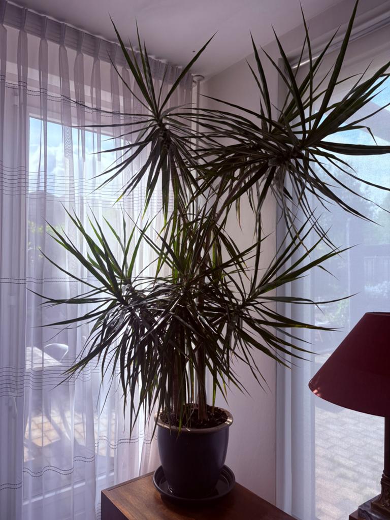 Grote Dracaena Marginata - Elegante Drakenbloedboom, Ophalen, Overige soorten, Halfschaduw, In pot