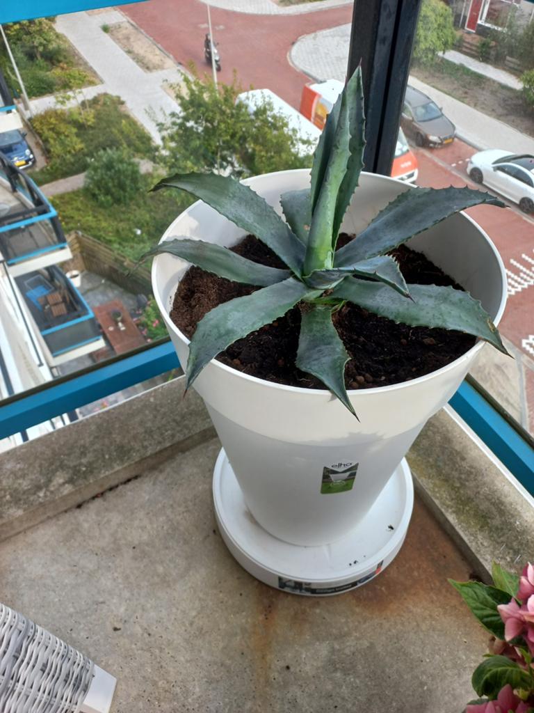 Te koop mooie grote agave blauw, Ophalen, Bloeit niet, Overige soorten, Volle zon