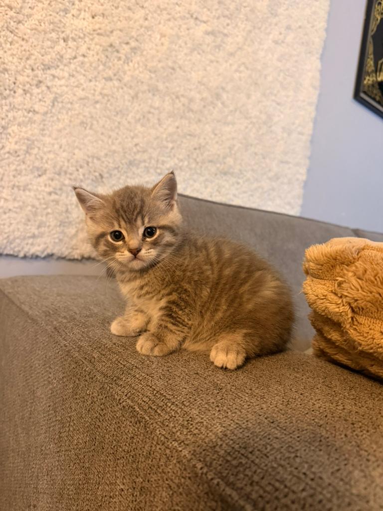 Prachtige kittens zoeken goud mandje, Meerdere dieren, Ontwormd, 0 tot 2 jaar
