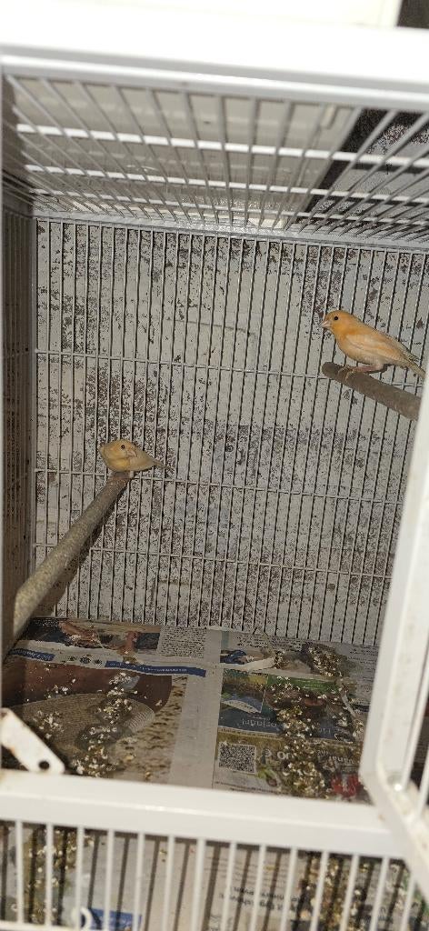 Exotische vogels, Meerdere dieren, Tropenvogel, Geringd