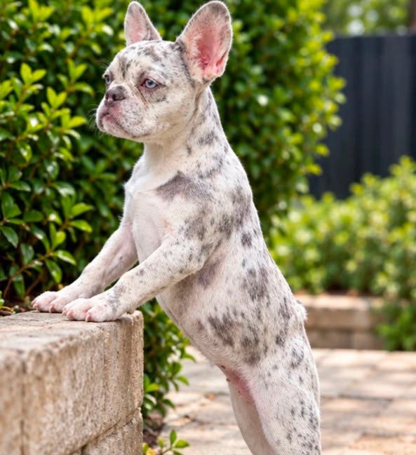 prachtige franse bulldog pup merle teefje, Particulier, 15 weken tot 1 jaar, Buitenland, Teef