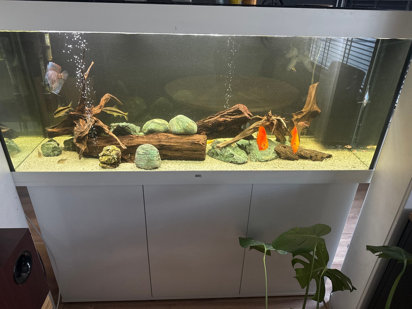 Juwel rio 450, Dieren en Toebehoren, Ophalen, Gebruikt, Gevuld zoetwateraquarium, Inclusief toebehoren