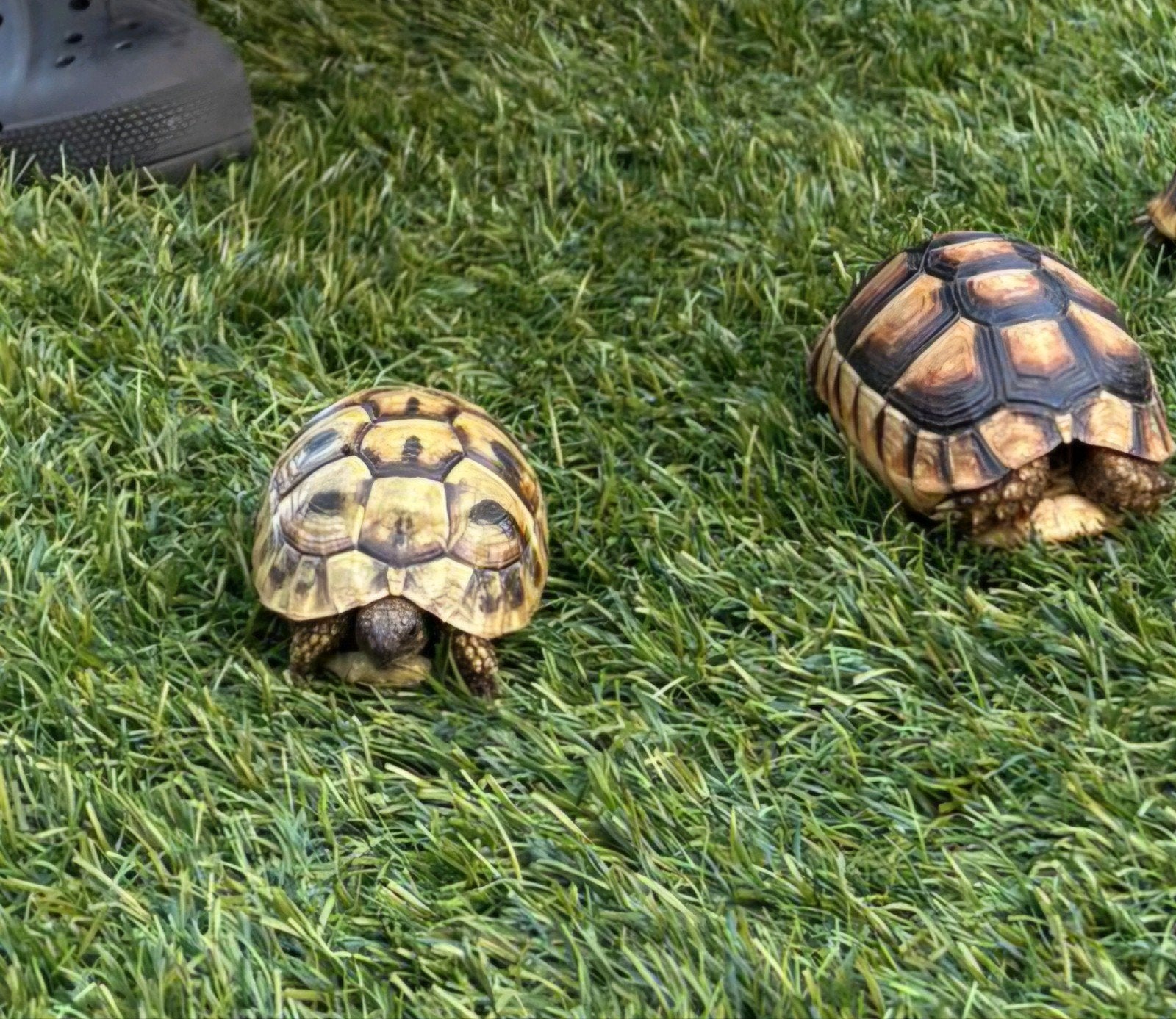 2 landschildpadden Tortoise - unknown for sale from kakariki