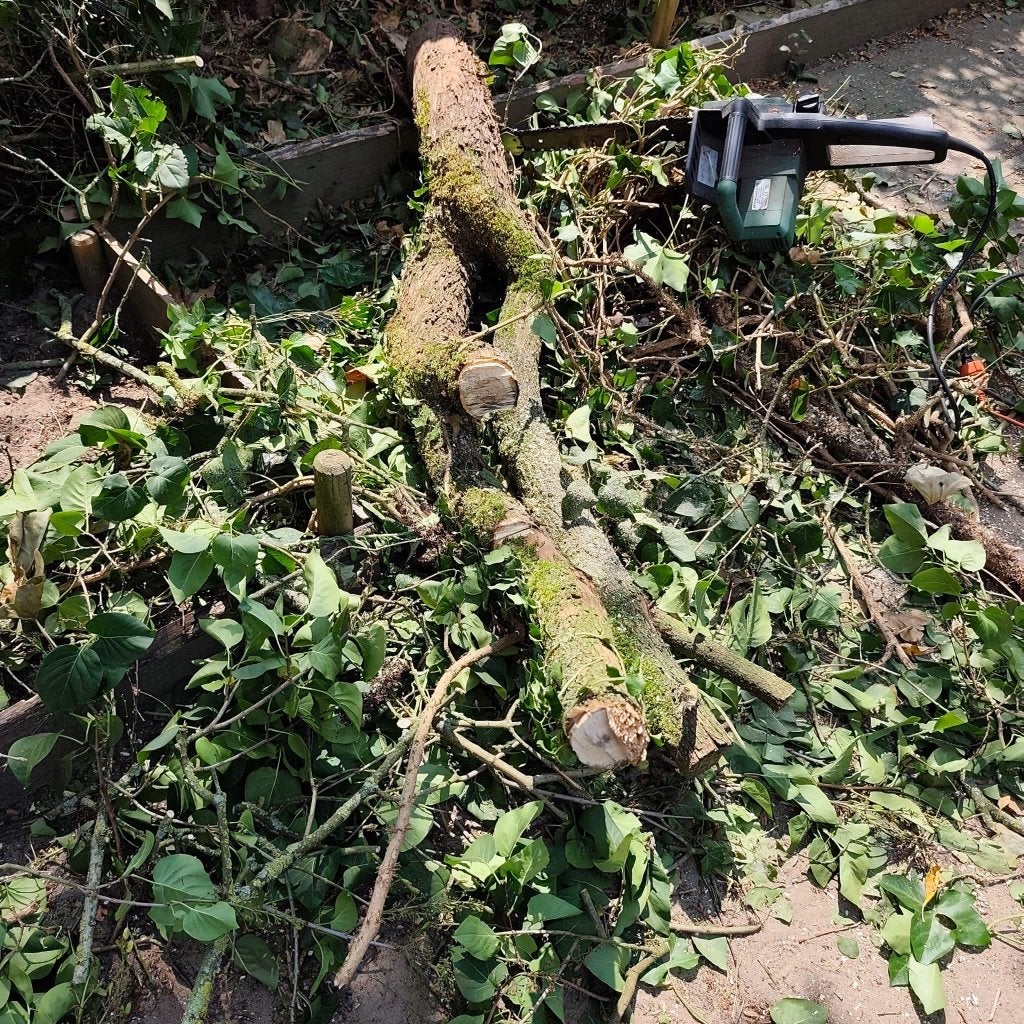 Hout seringenboom, Minder dan 3 m³, Ophalen, Overige houtsoorten, Stammen