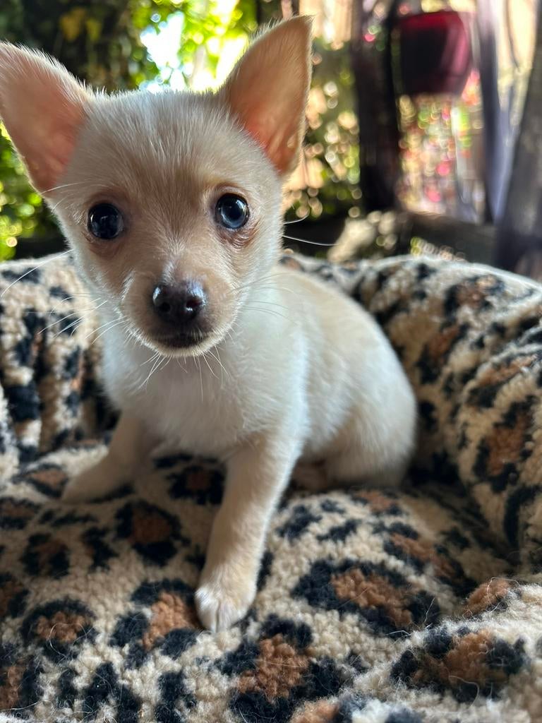 Pomchi pomeriaan x chihauhau teefje pup puppy 💕🐾, 8 tot 15 weken, Teef, Parvo, Eén hond
