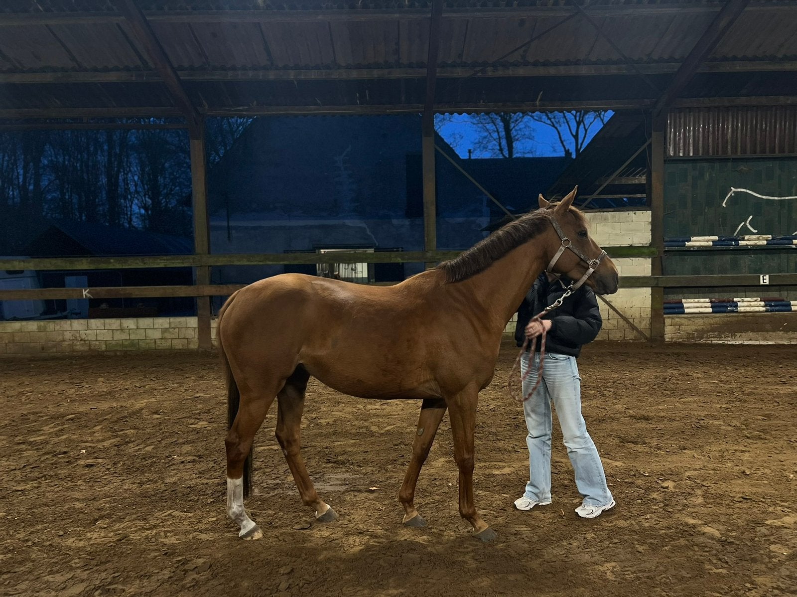 Lieve pony fleur, Dieren en Toebehoren, Merrie, Recreatiepaard