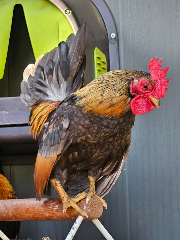 serama haantje van eind september, Dieren en Toebehoren, Pluimvee, Mannelijk, Kip
