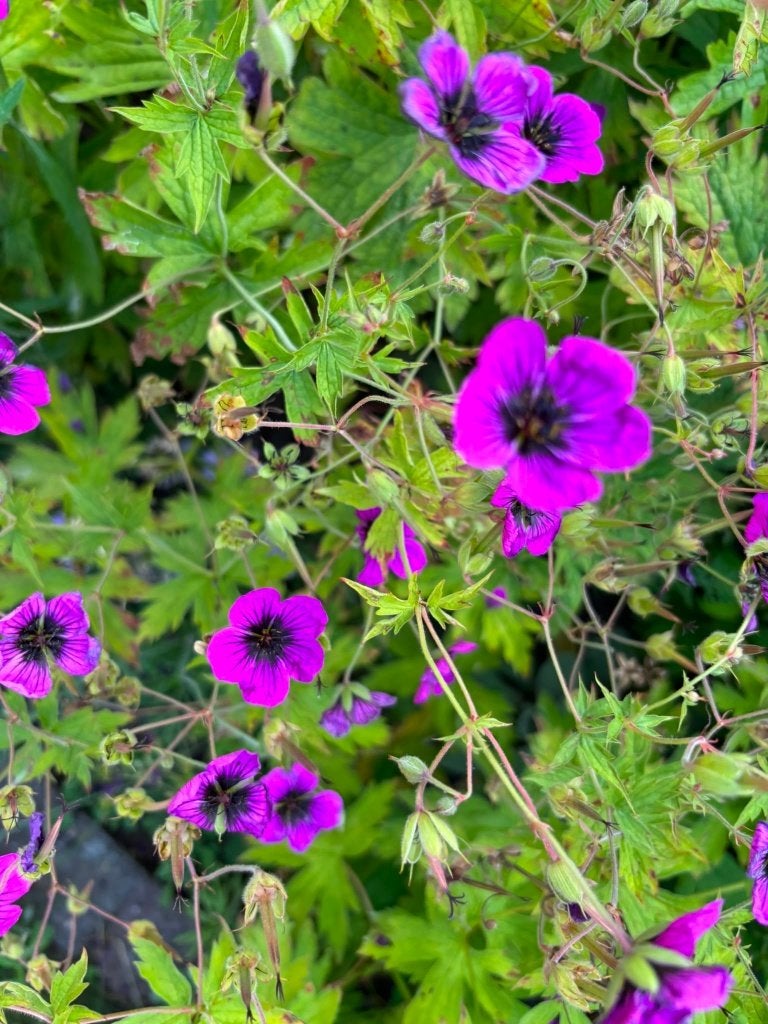 diverse stekjes vaste planten, Tuin en Terras, Planten | Tuinplanten, Volle zon, Vaste plant, Zomer, Ophalen