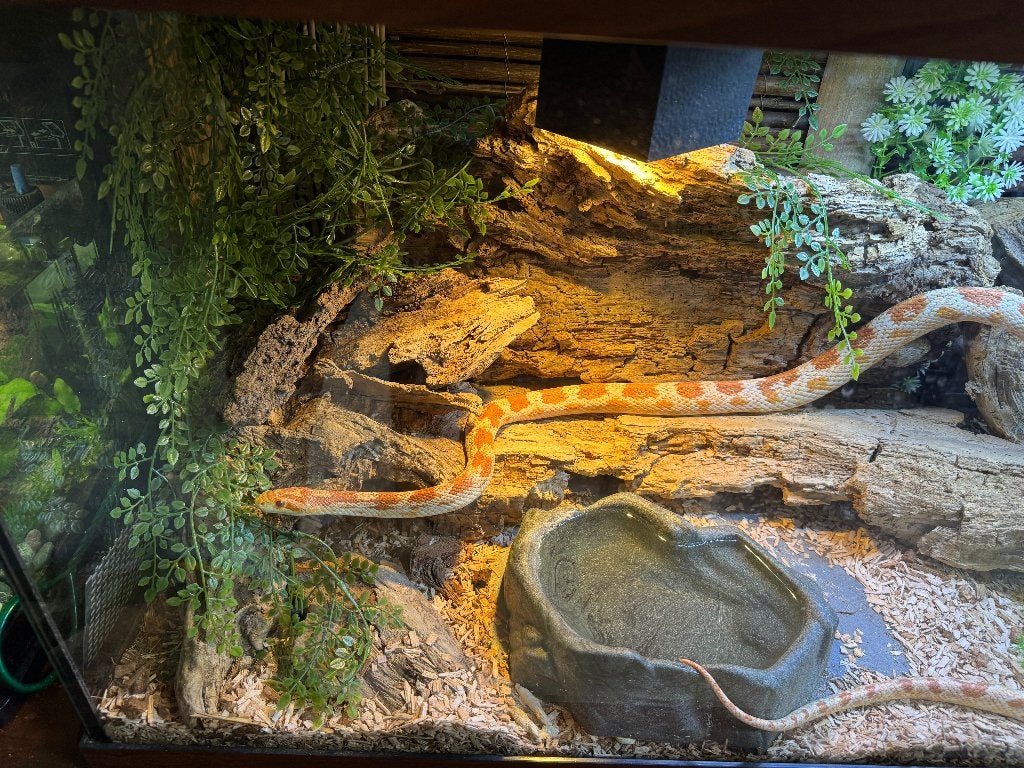 Pantherophis Guttatus Missing Black incl terrarium Corn Snake photo 4