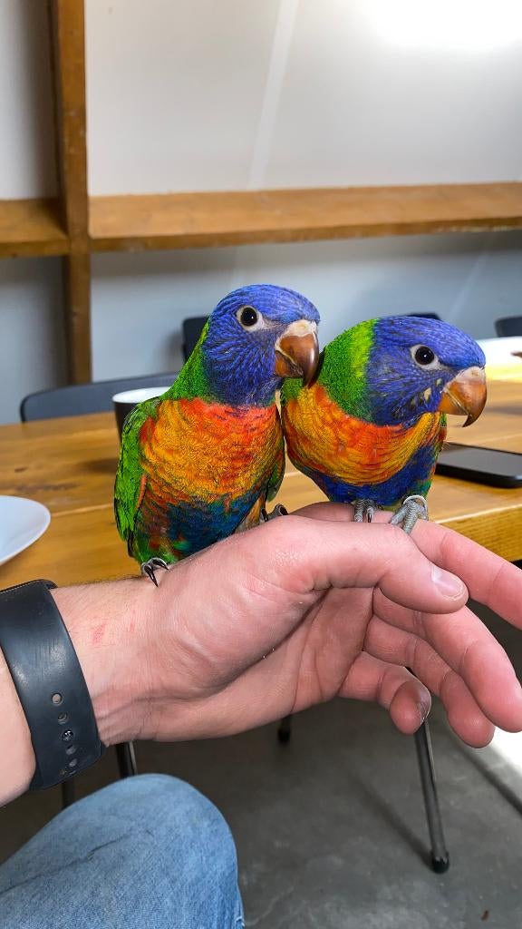 Lori van de blauwe bergen | handtam, Dieren en Toebehoren, Vogels | Parkieten en Papegaaien, Geslacht onbekend, Parkiet, Geringd