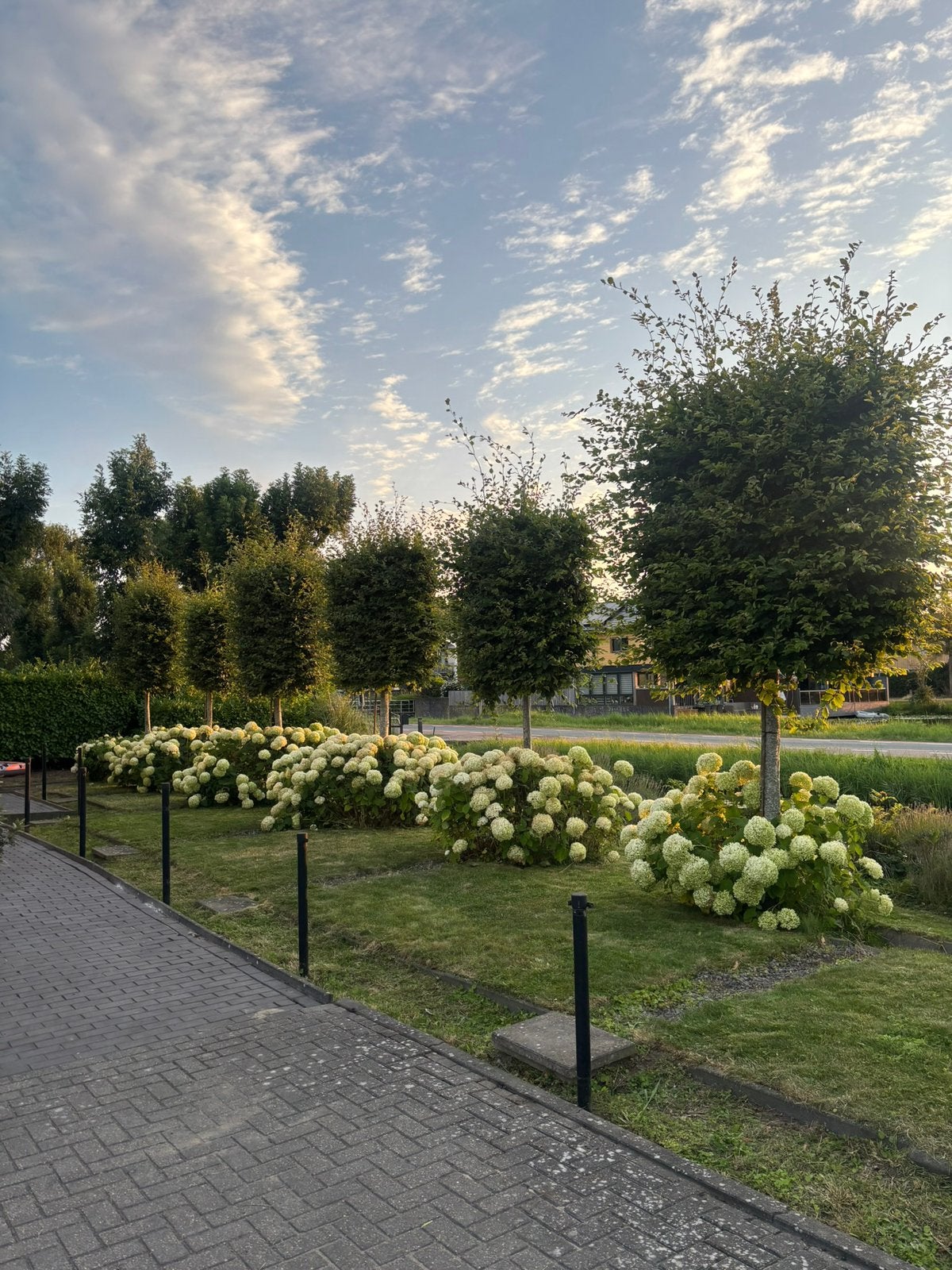 6 lei linde bomen. 15 jaar oud. Mooie dikke stam. Gratis, Overige soorten, 100 tot 250 cm, Zomer, Ophalen