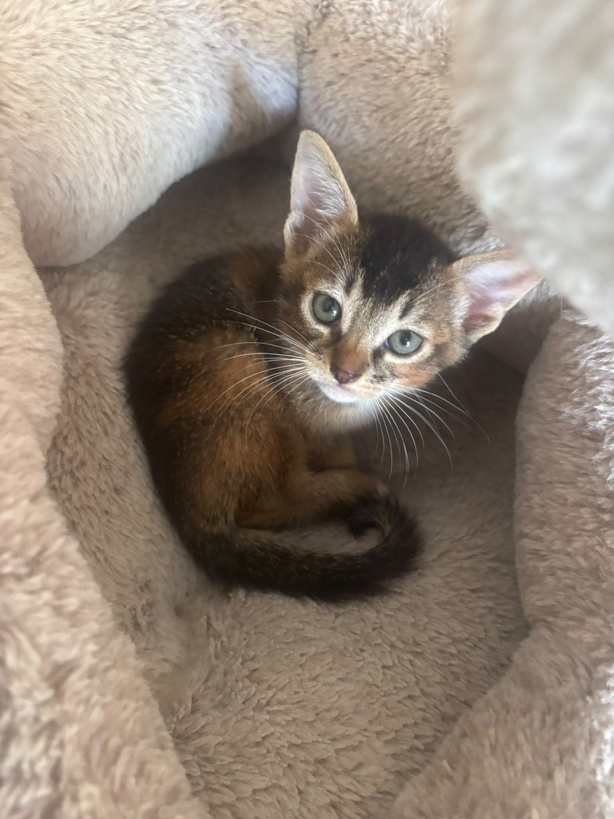 Half Abessijn Kittens Te Koop, Dieren en Toebehoren, Meerdere dieren, Ontwormd, 0 tot 2 jaar