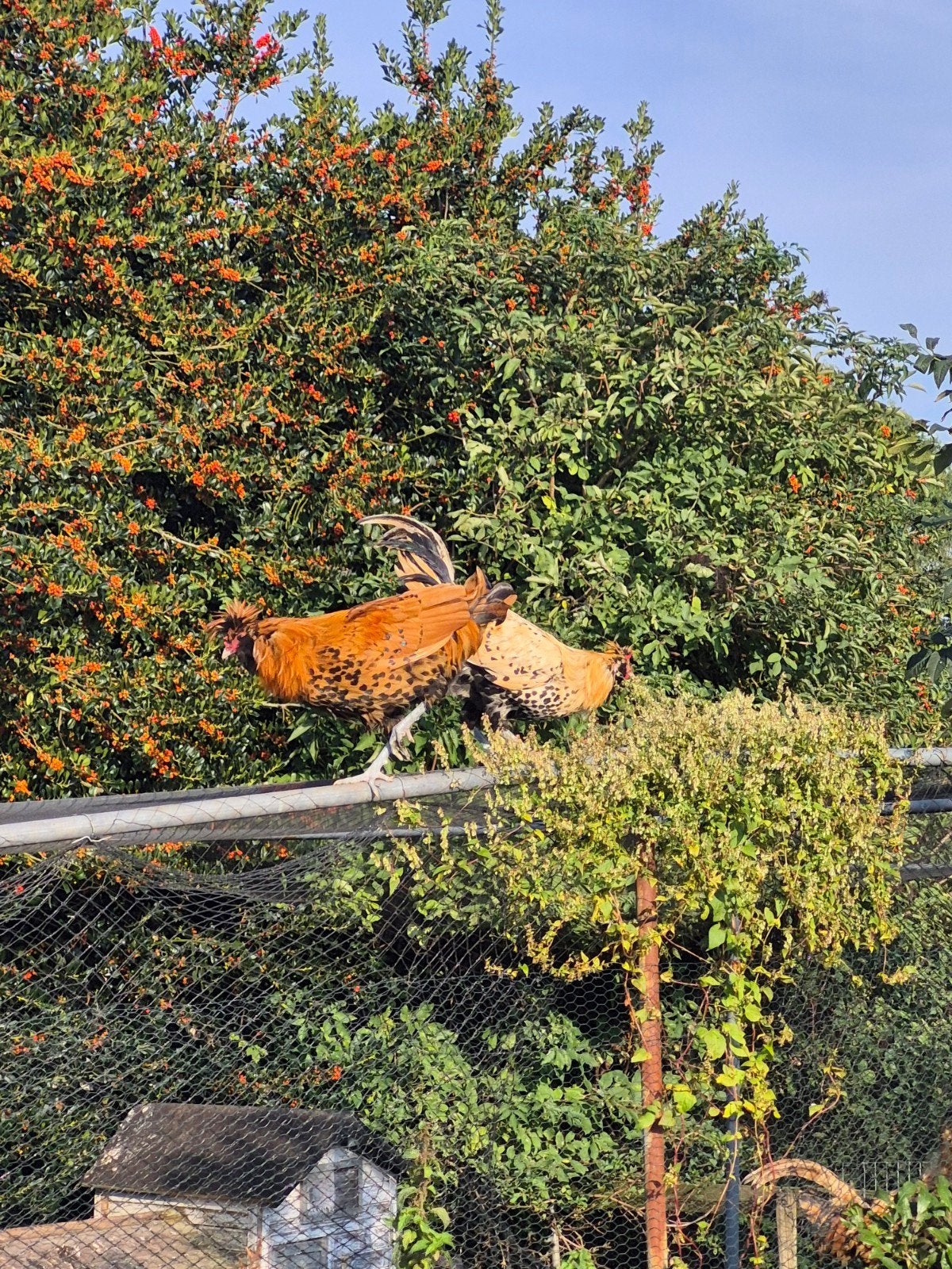 brabanter hanen, Dieren en Toebehoren, Mannelijk, Kip