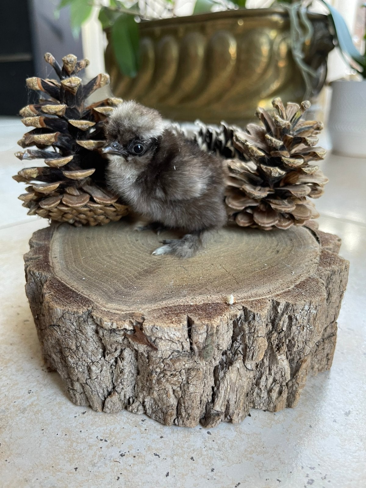 🐣USA Zijdehoen kuikens🐥, Dieren en Toebehoren, Geslacht onbekend