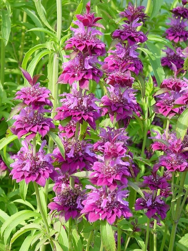 Monarda Bergamo in een P9 pot., Volle zon, Vaste plant, Zomer, Ophalen