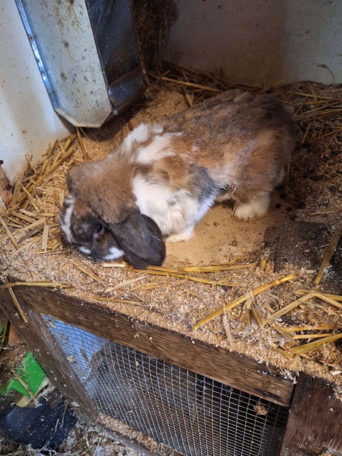 Nhd ram, Dieren en Toebehoren, Konijnen, Mannelijk, Hangoor