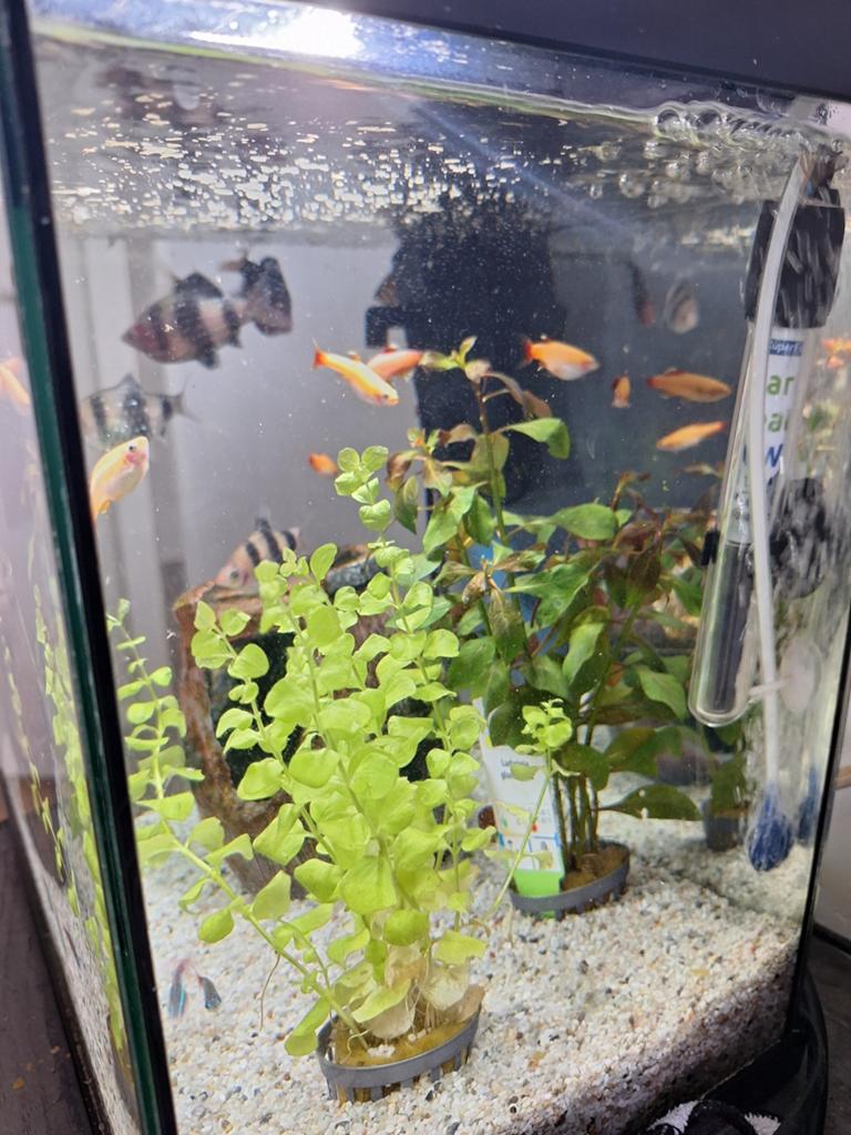 Aquarium met vissen, Ophalen