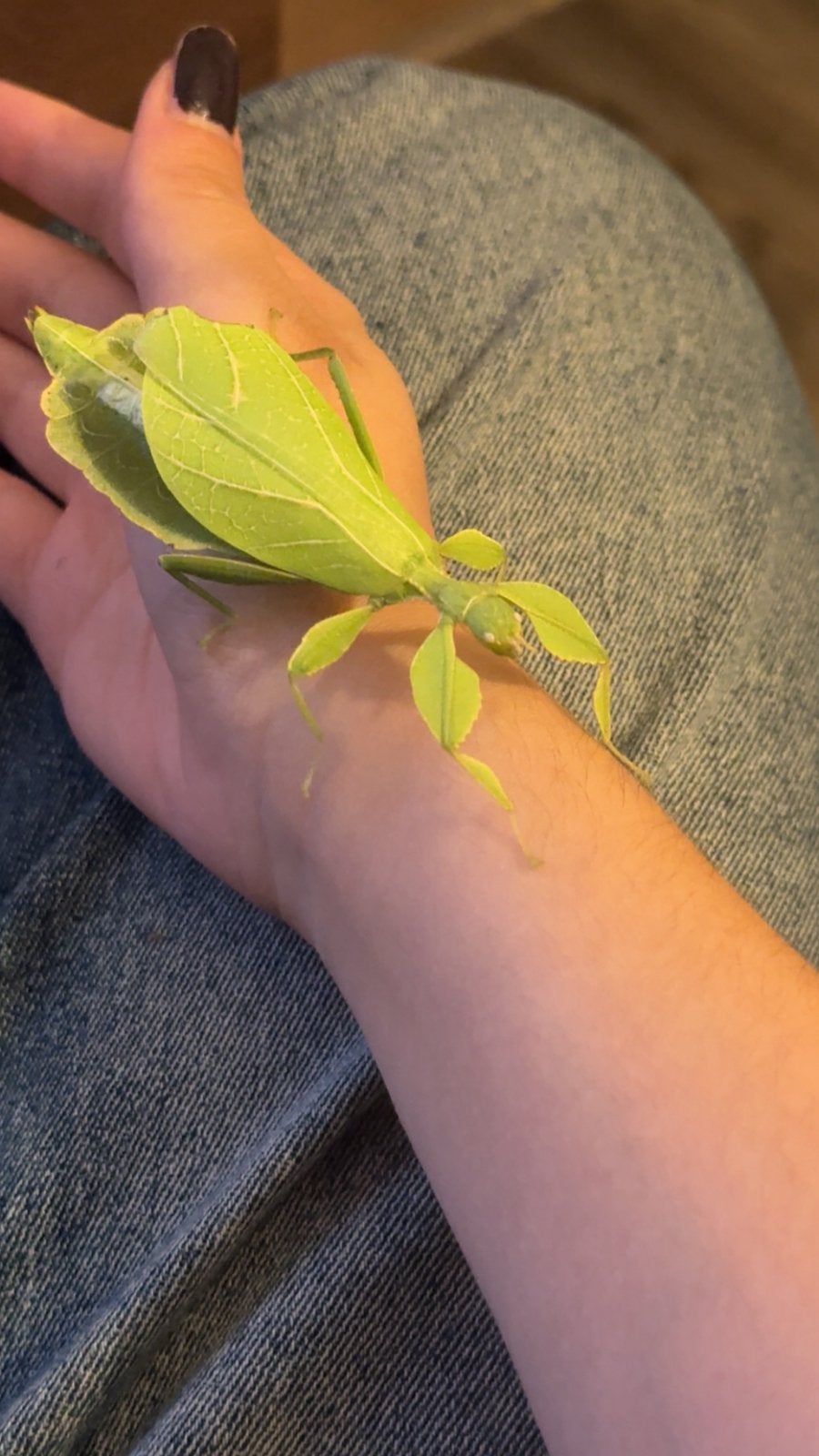 Wandelende blaadjes phyllium philippinicum eitjes, Overige soorten
