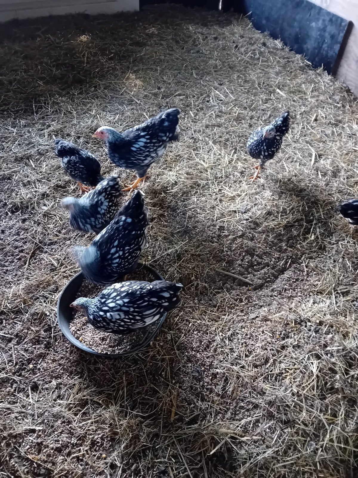 trio kriel wyandotte, Dieren en Toebehoren, Meerdere dieren, Kip