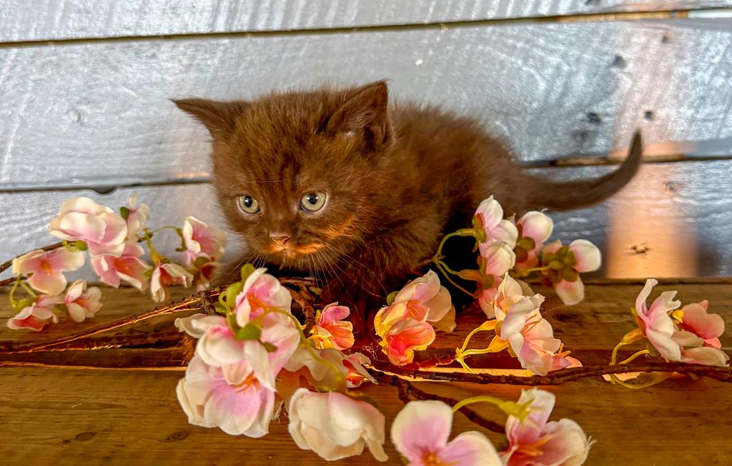 ️🤎 prachtige  brits(e) korthaar kittens cinnemon/torti 🤎️, Meerdere dieren, Gechipt, 0 tot 2 jaar