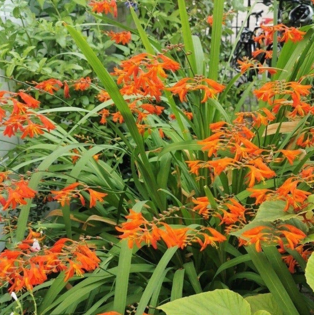 Montbretia (Crocosmia) - 40 bolletjes, Overige soorten, Volle zon, Vaste plant, Ophalen of Verzenden