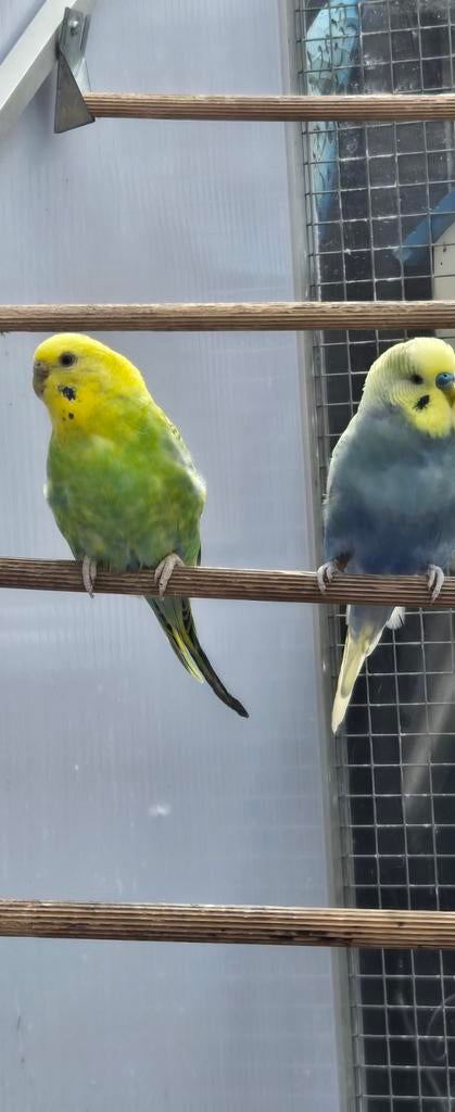 2 paar broedrijpe parkieten, Dieren en Toebehoren, Vogels | Parkieten en Papegaaien, Meerdere dieren, Parkiet
