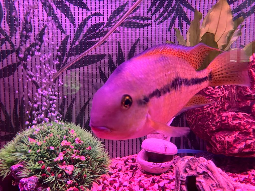 Vieja melanura / redhead Cichlide ca 20cm, Vis