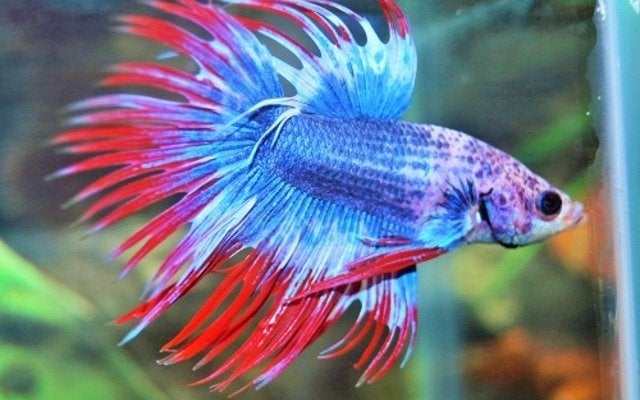 Siamese Kempvis - Betta splendens voor het tropisch aquarium, Vis, Zoetwatervis