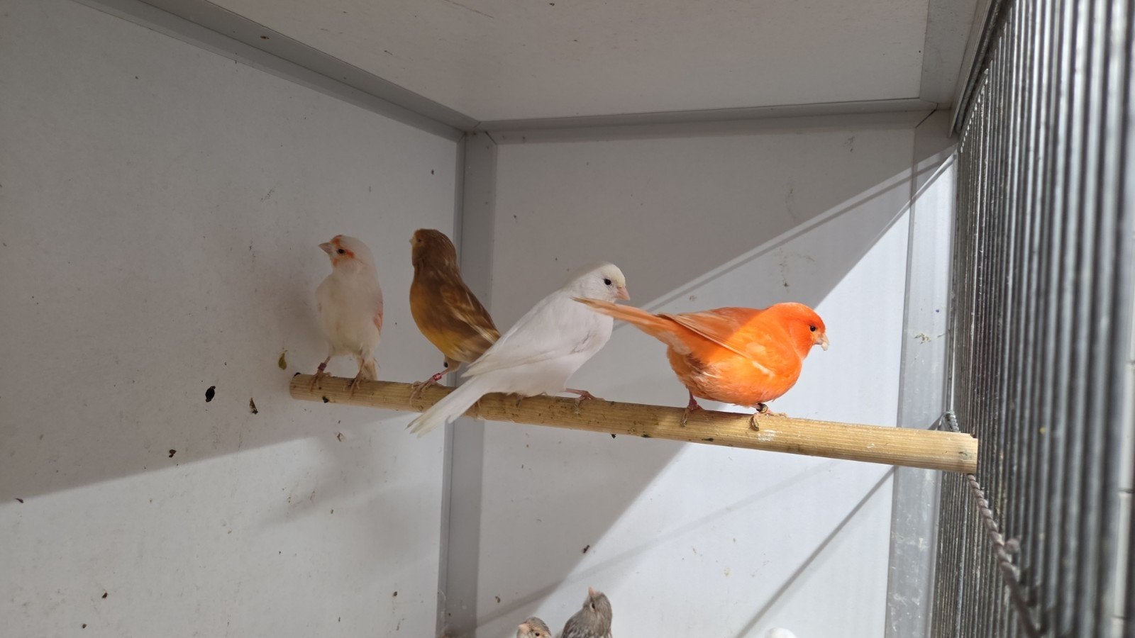 Kanarie poppen, Vrouwelijk, Kleurkanarie