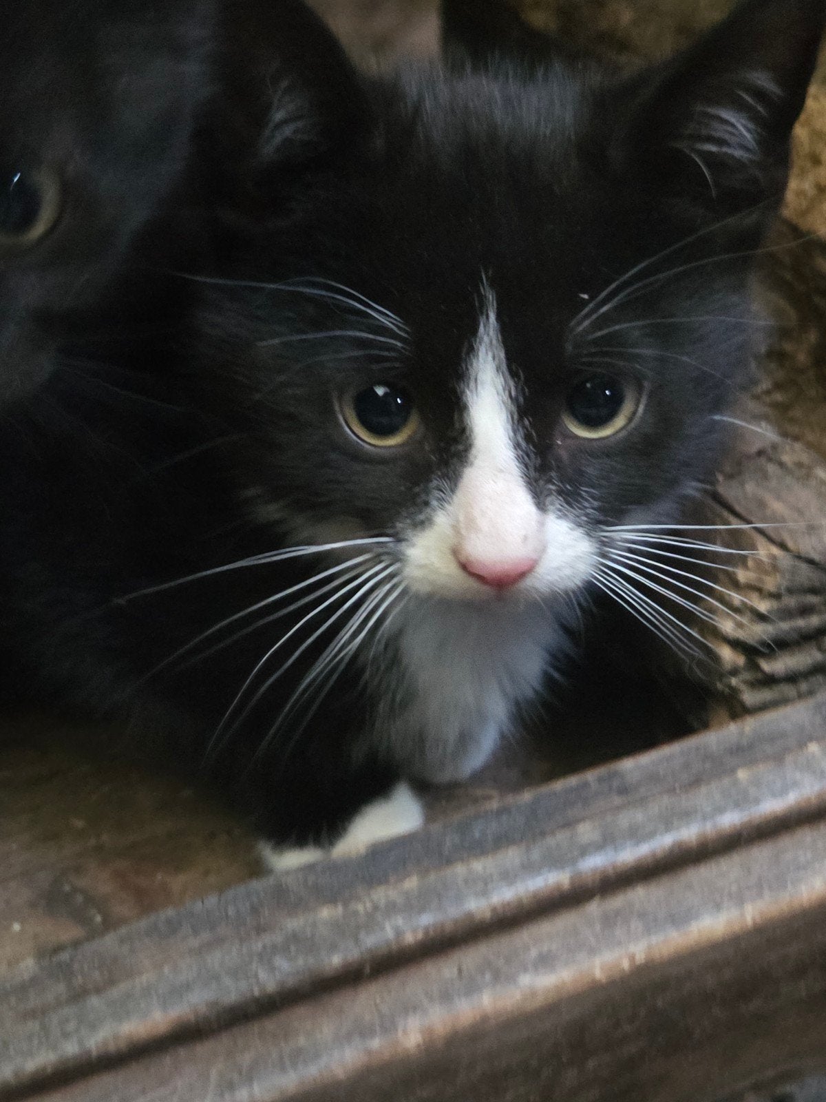 Lieve kittens, Dieren en Toebehoren, Katten en Kittens | Overige Katten, Poes, Kortharig, 0 tot 2 jaar