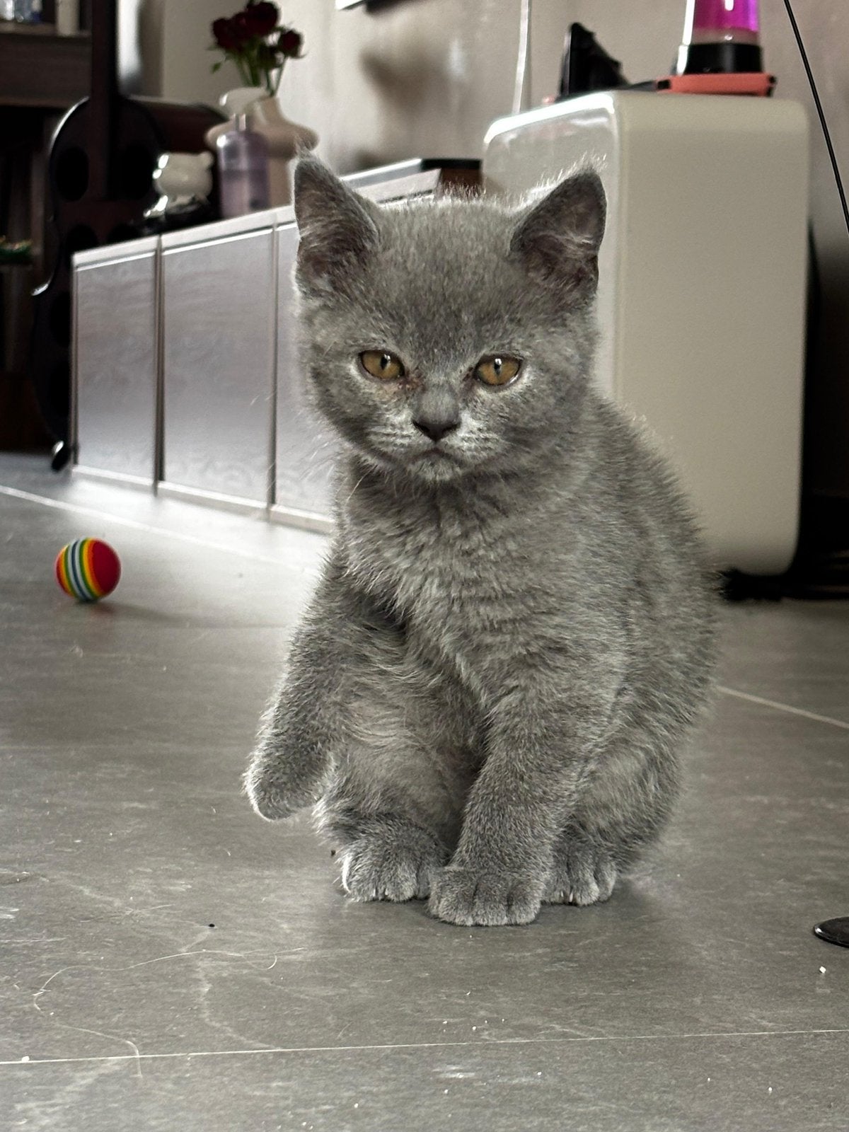 Britse korthaar kittens mogen nest verlaten, Meerdere dieren, Gechipt, 0 tot 2 jaar