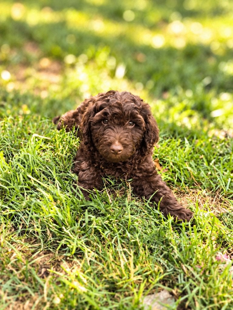 Prachtige labradoodle pup zoekt baasje!!, België, 15 weken tot 1 jaar, Reu, CDV (hondenziekte)