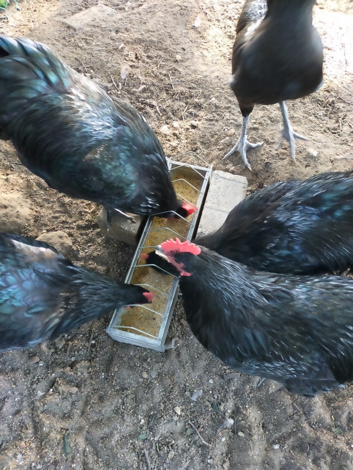 hanen te koop, Dieren en Toebehoren, Pluimvee, Mannelijk, Kip