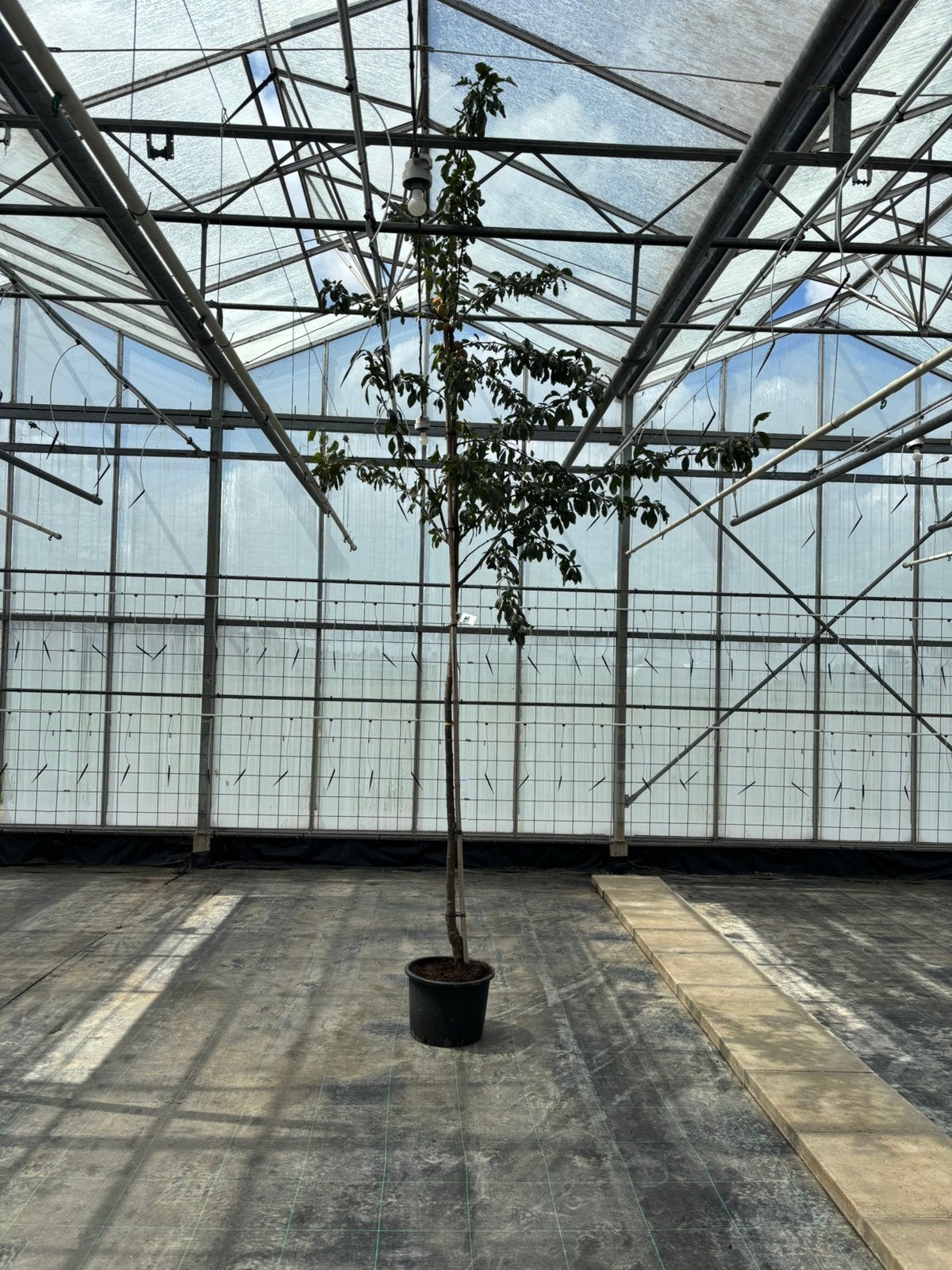 Pruimenboom prunus domestica ‘victoria’ hoogstam, Overige soorten, 250 tot 400 cm, Zomer, Ophalen