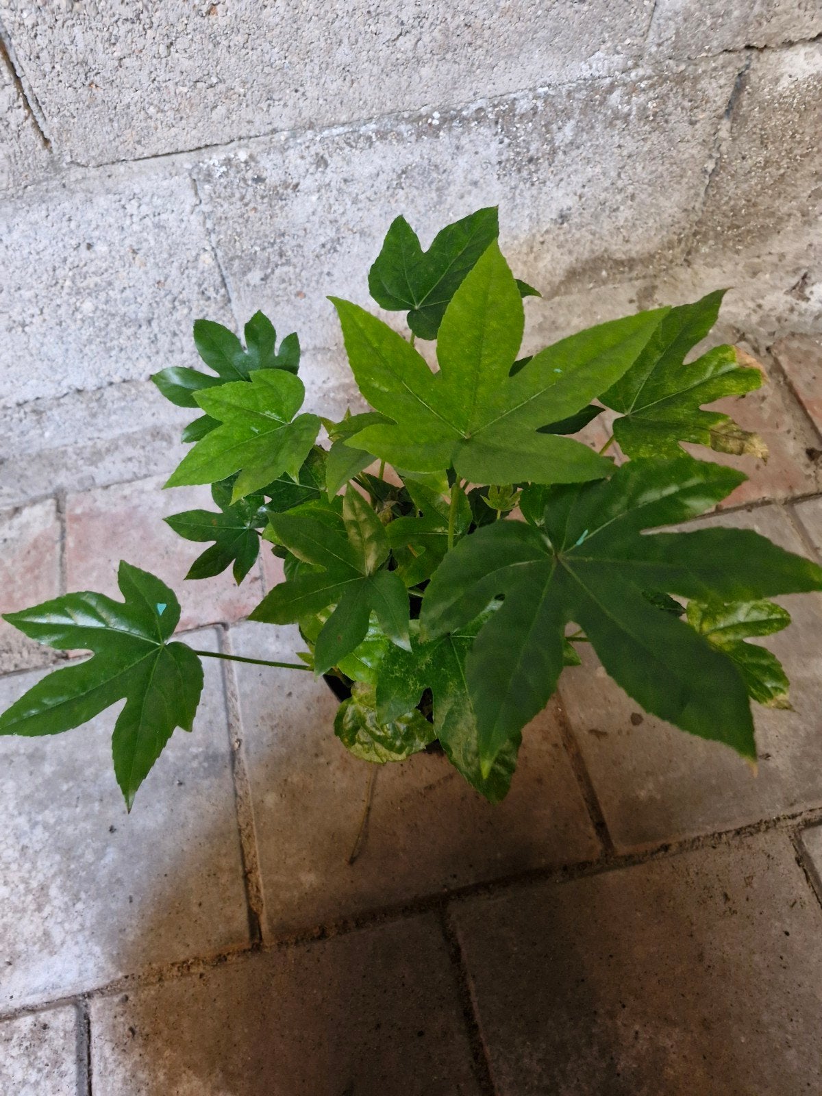 Fatsia Japonica - Glanzende Vingerplant excl. pot, Tuin en Terras, Planten | Tuinplanten, Ophalen, Vaste plant, Overige soorten