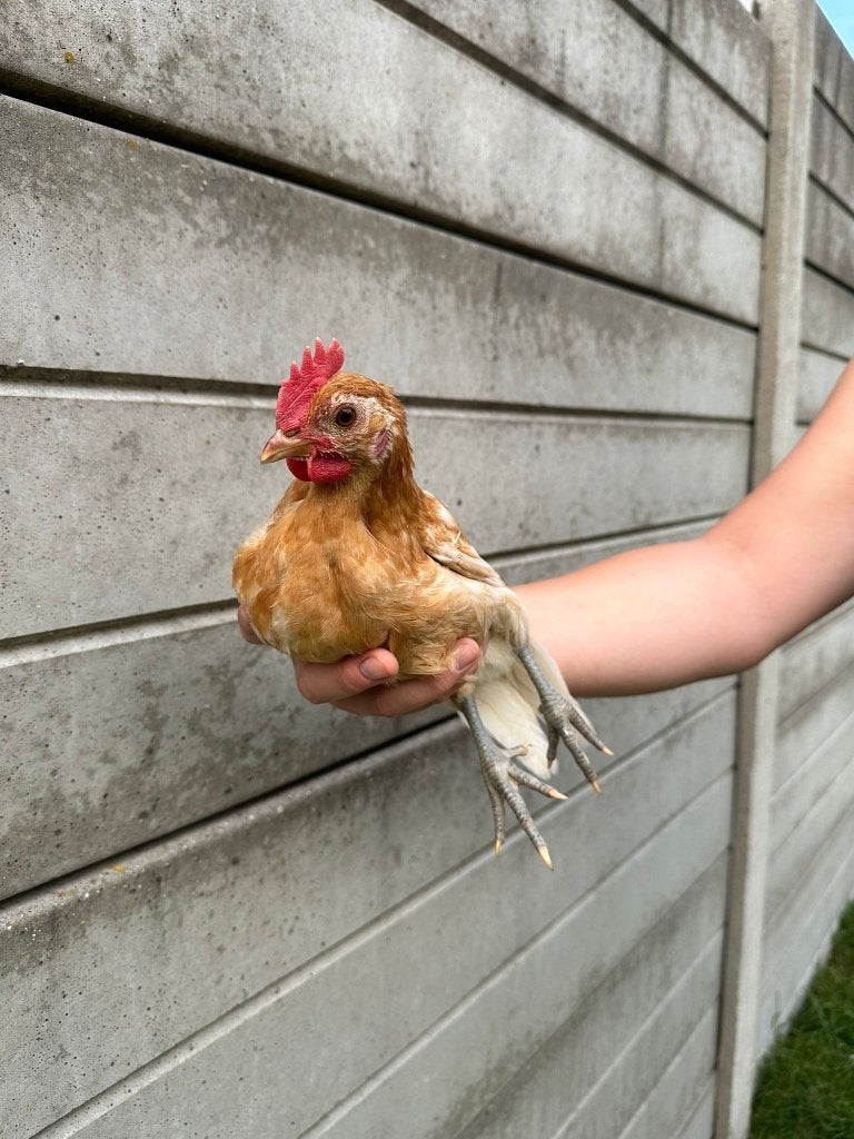 Friese hoen geelwitpel, Dieren en Toebehoren, Pluimvee, Mannelijk, Kip