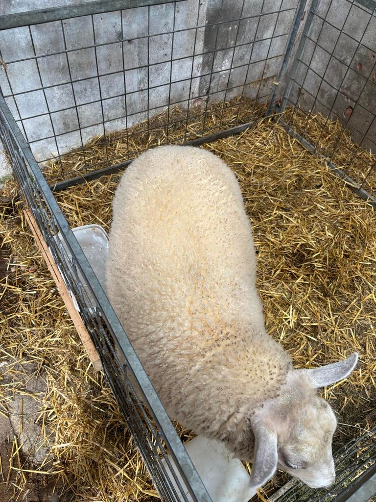 Ooi lam, Vrouwelijk, Schaap