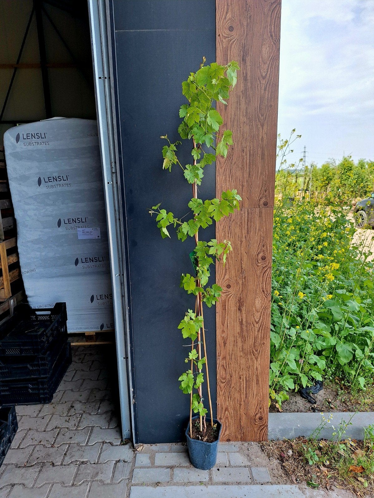 'Boskoop Glory' (blauwe druif)🍇, Tuin en Terras, Planten | Fruitbomen, Ophalen, Lente