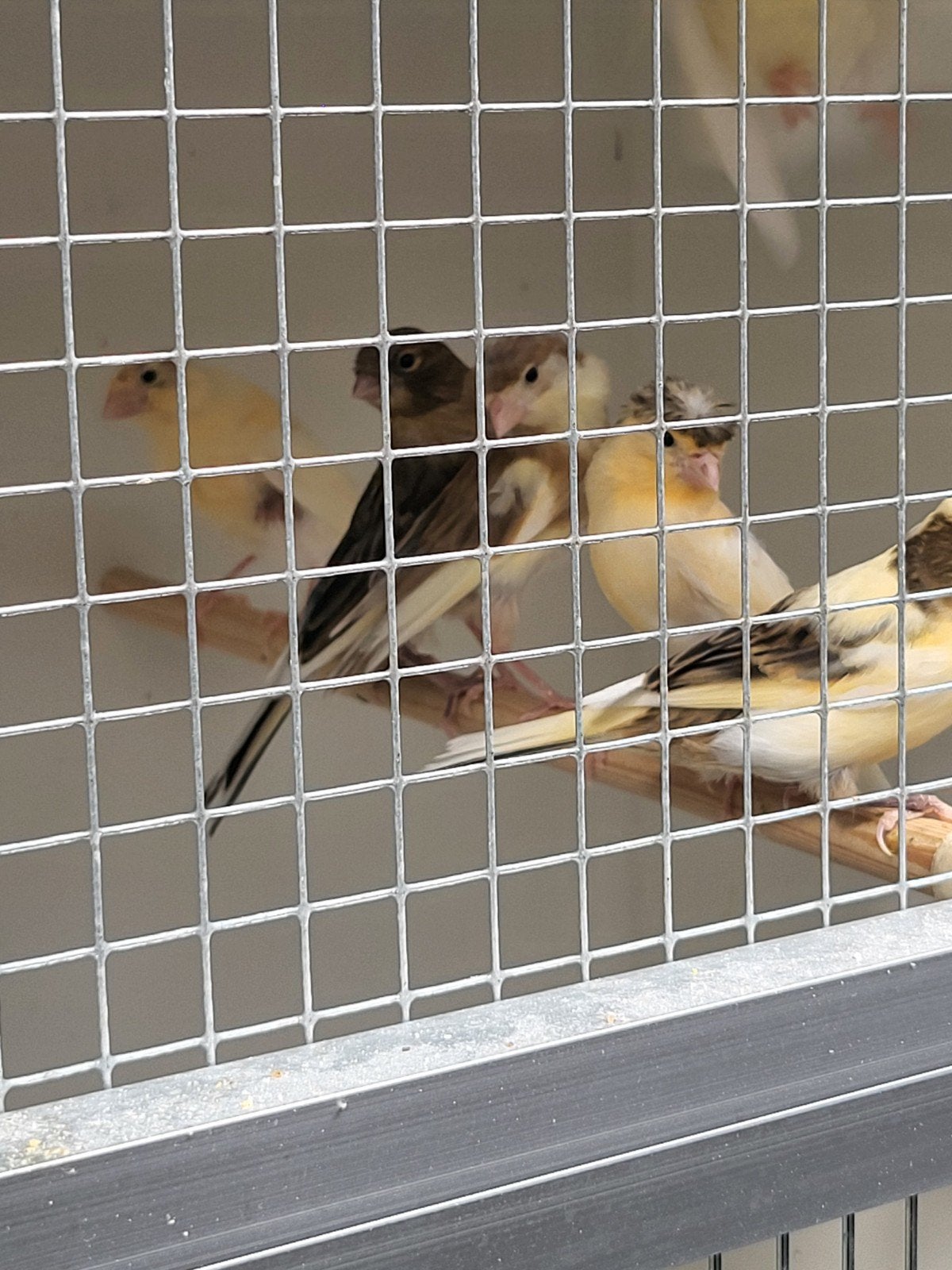Kanaries harlekijn jonge, Dieren en Toebehoren, Vogels | Kanaries, Geslacht onbekend, Kleurkanarie