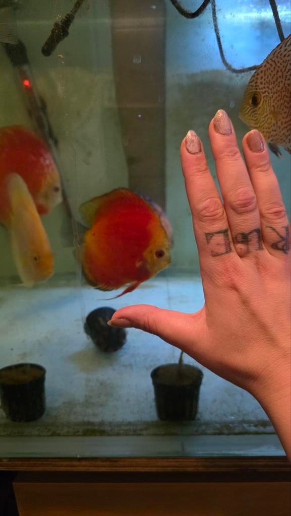 Discusvissen, Dieren en Toebehoren, Vis, Zoetwatervis, Schoolvis